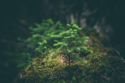 Chauffage economique petit arbre qui pousse